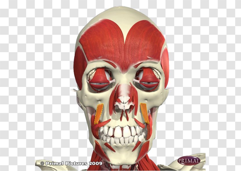 Levator Anguli Oris Depressor Muscle Anatomy Labii Superioris Canine Fossa - Palpebrae - Skull Transparent PNG