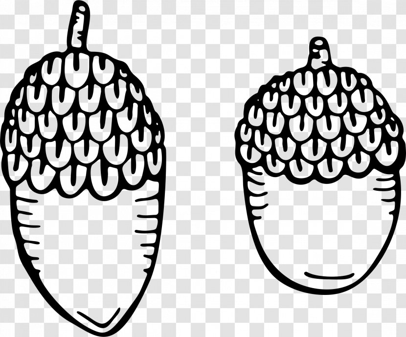 Drawing Clip Art - Organism - Acorn Transparent PNG