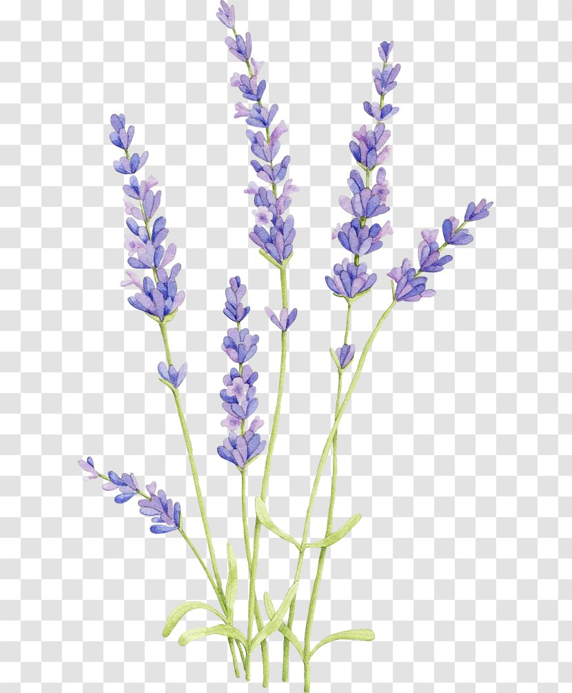 English Lavender Watercolor Painting Drawing Watercolor: Flowers Illustration - Plants Transparent PNG