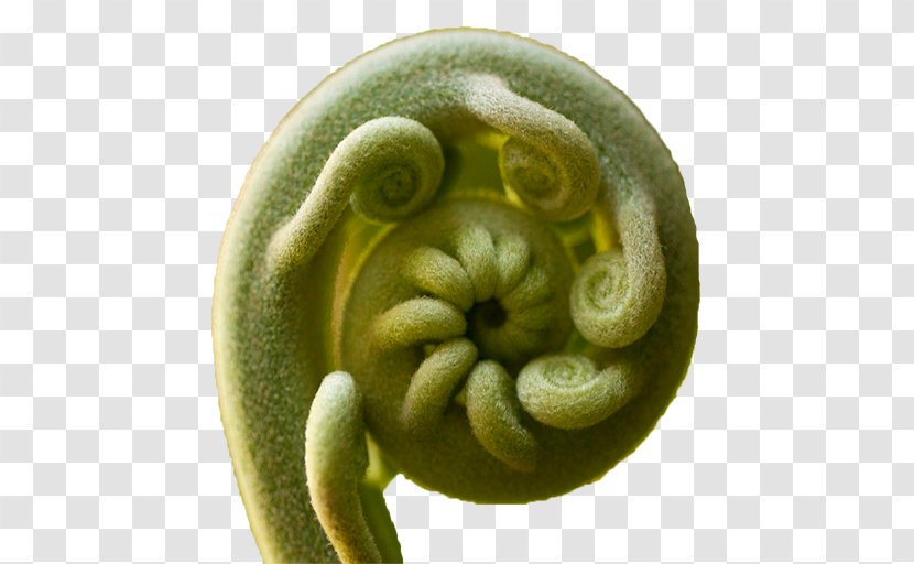 Root Vegetables Food Fiddlehead Fern - Vegetable Transparent PNG