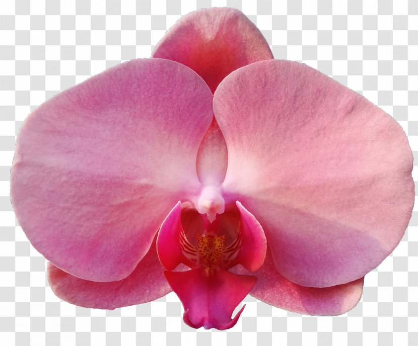 Moth Orchids Violet Close-up Petal Pink M - Magenta Transparent PNG