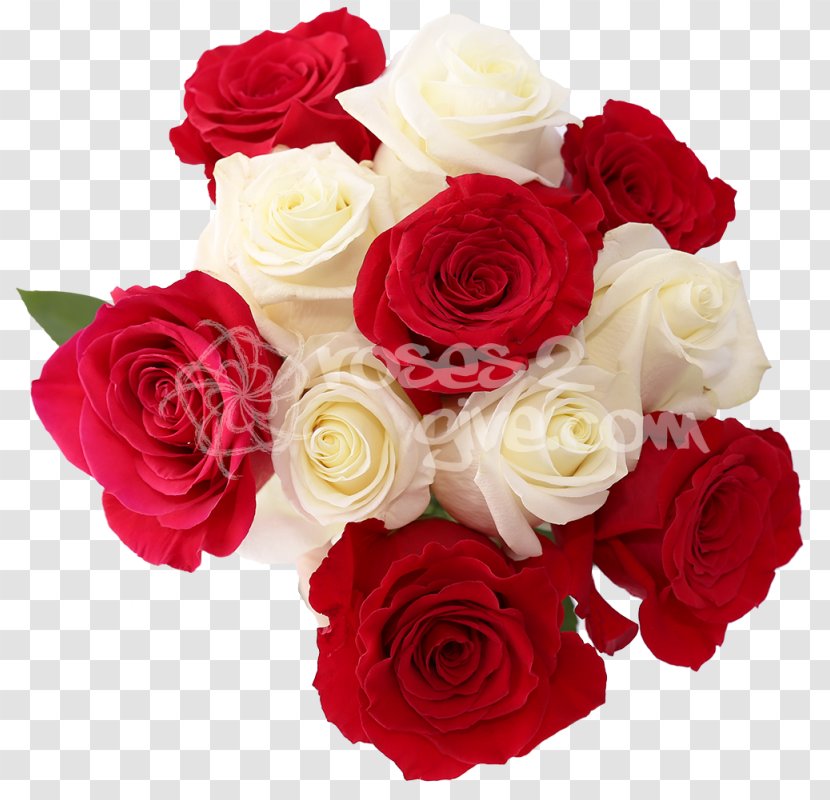 Centifolia Roses Flower Bouquet Garden Floristry - Red - White Rose Transparent PNG
