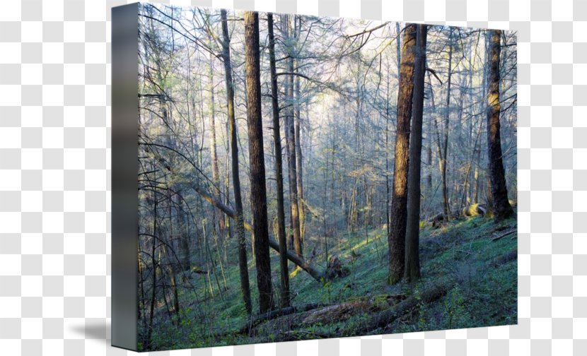 Great Smoky Mountains National Park Woodland Temperate Broadleaf And Mixed Forest Northern Hardwood - Old-growth Transparent PNG