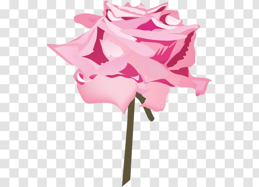Cut Flowers Floral Design Rose Family Plant Stem Transparent PNG