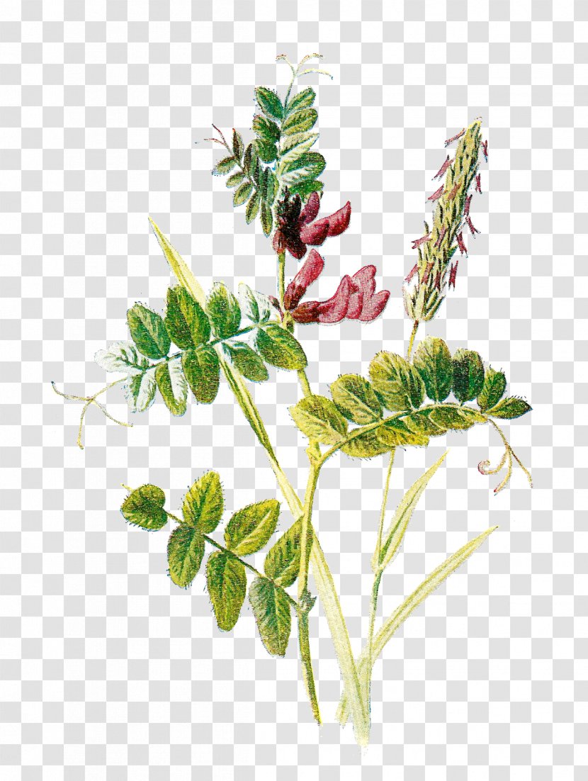 Botany Botanical Illustration Flower Clip Art - Plant Stem Transparent PNG