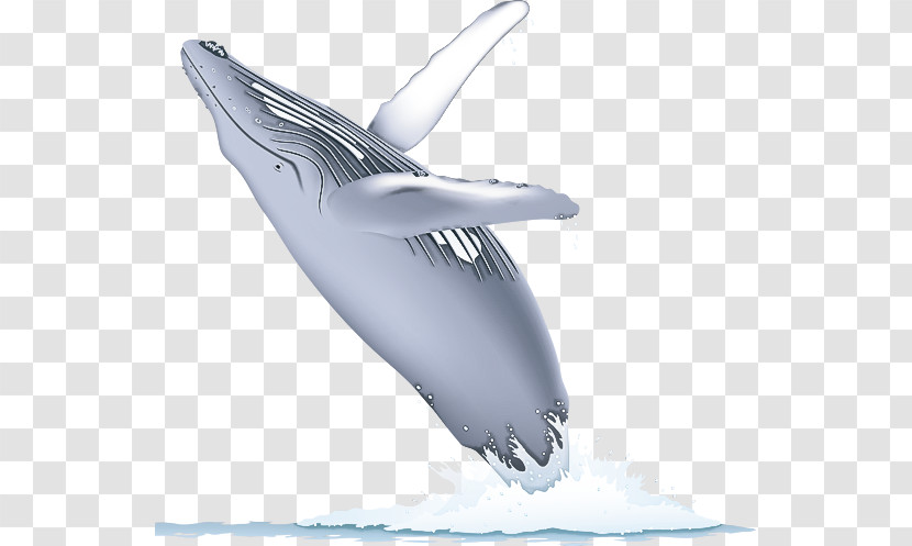 Dolphin Cetaceans Whales Porpoises Fish Transparent PNG
