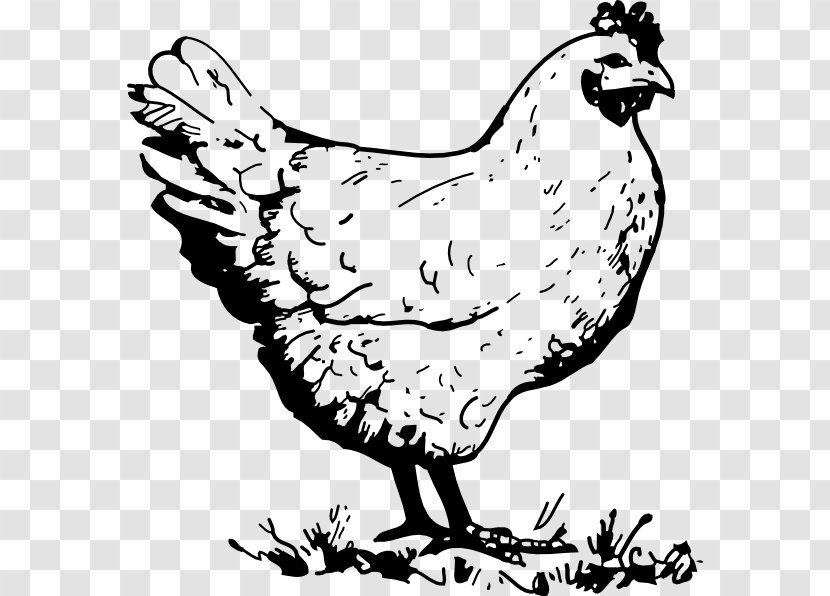 Chicken Line Art Rooster Clip - Royaltyfree - Hen Cliparts Transparent PNG
