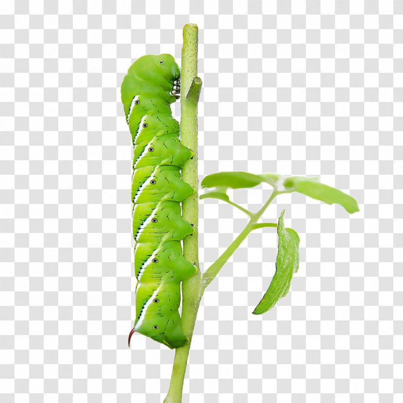 Butterfly Insect Caterpillar Five-spotted Hawk Moth Pest - Royaltyfree - Tomato Worm Transparent PNG