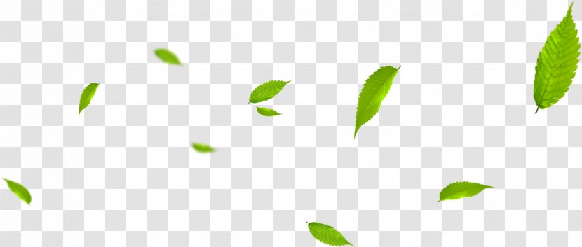 Leaf - Software - Leaves Transparent PNG