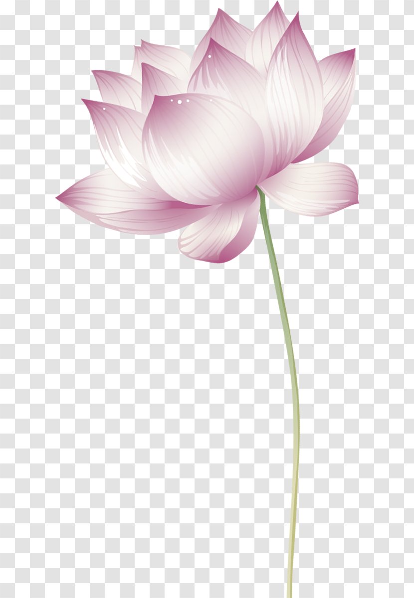 Nelumbo Nucifera Clip Art - Lotus - Flowering Plant Transparent PNG
