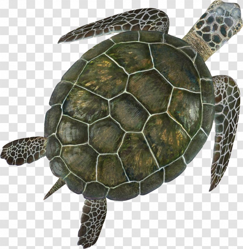 Box Turtle Sea Shell - Animal Transparent PNG