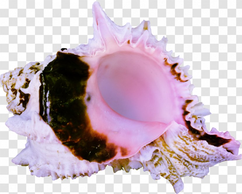 Cockle Seashell Sea Snail Conch LiveInternet - Shankha Transparent PNG