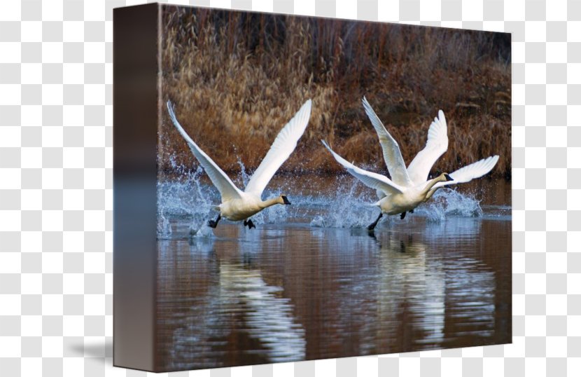 Cygnini Gallery Wrap Water Dance Canvas Art Transparent PNG