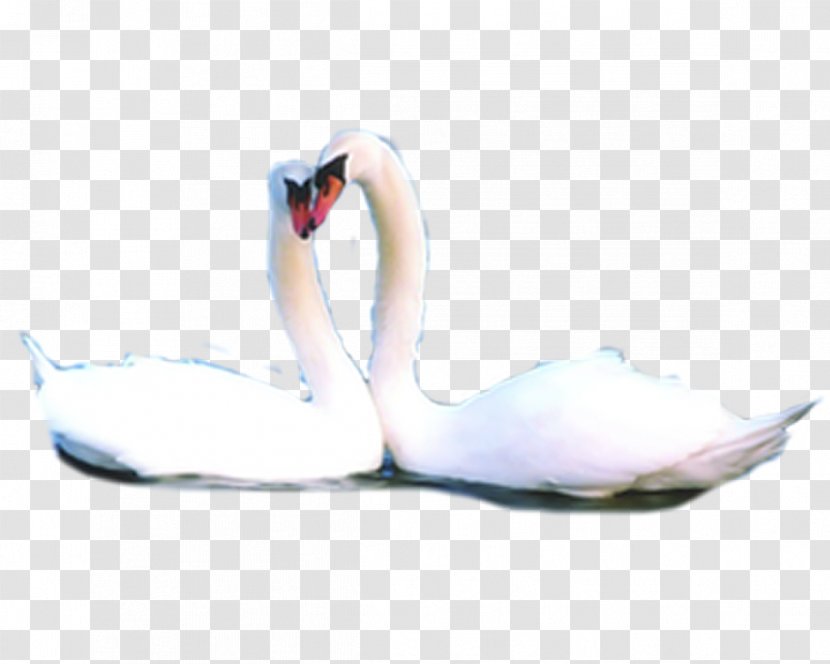 Domestic Goose Black Swan - Tree - Two Swans Transparent PNG