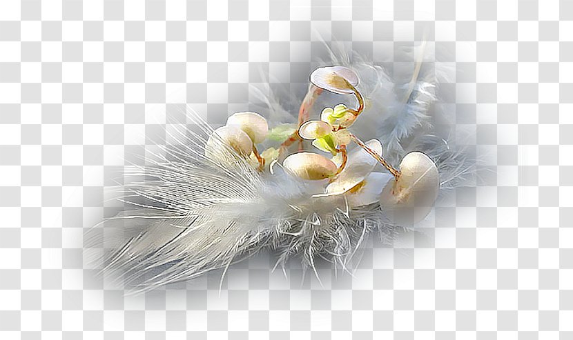 God Bible .de Pandora Feather - Organism Transparent PNG