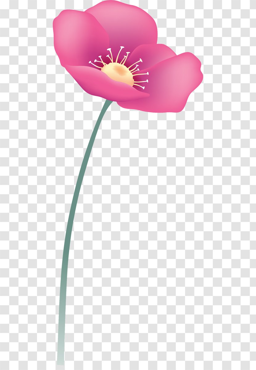 Opium Poppy Green Red Flower - Plant Stem Transparent PNG