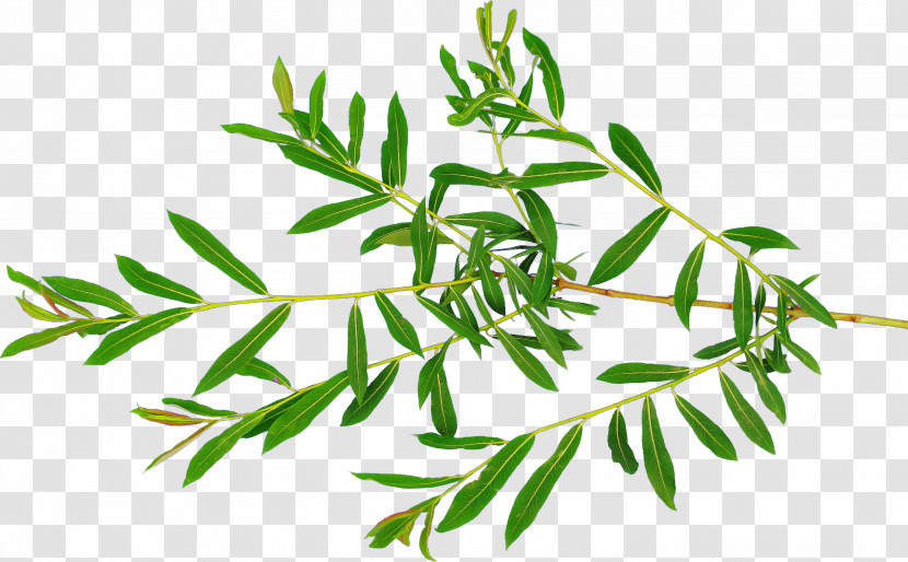 Plant Leaf Branch Flower Tree Transparent PNG