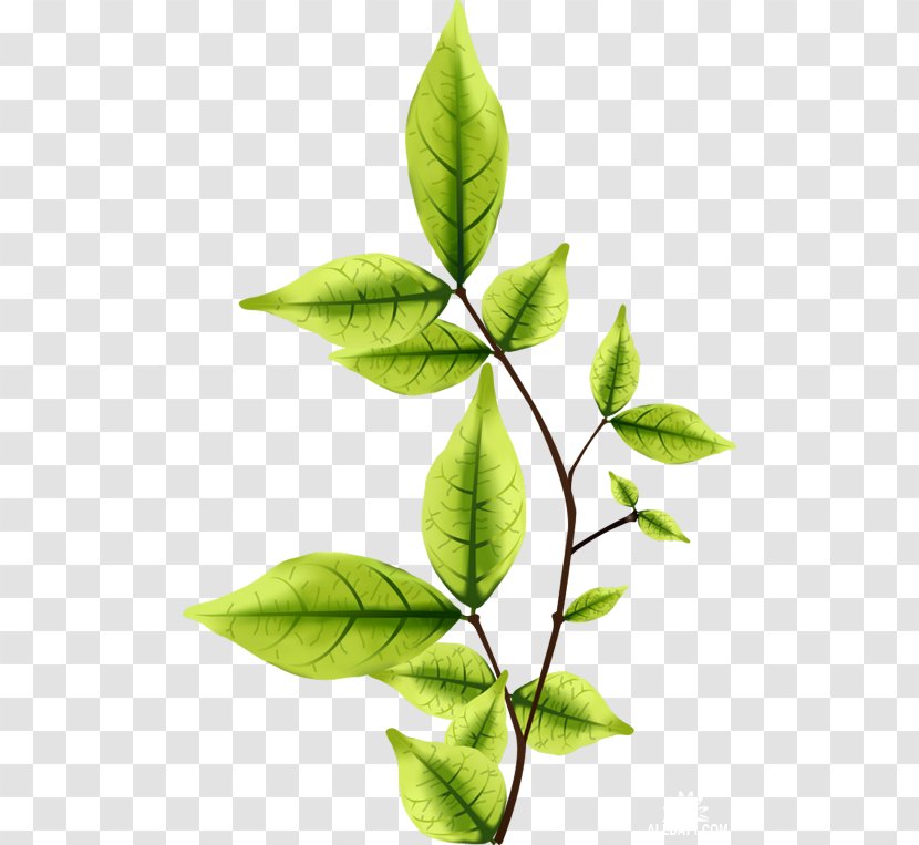 Leaf Twig - Logo Transparent PNG