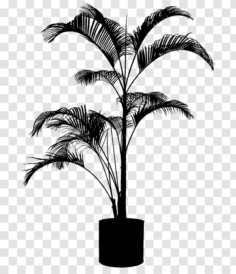 Asian Palmyra Palm Babassu Trees Plants - Flower - Leaf Transparent PNG