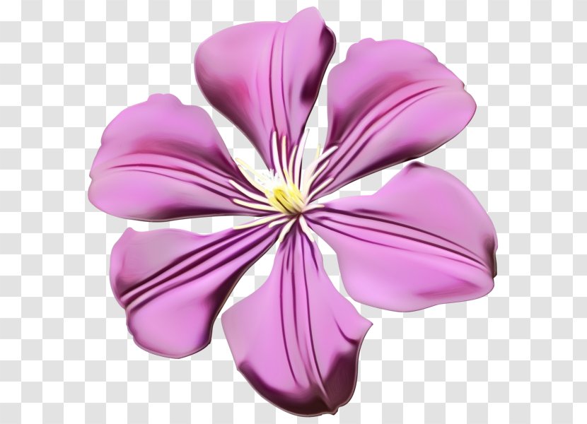Petal Flower Purple Pink Violet - Herbaceous Plant Mallow Family Transparent PNG