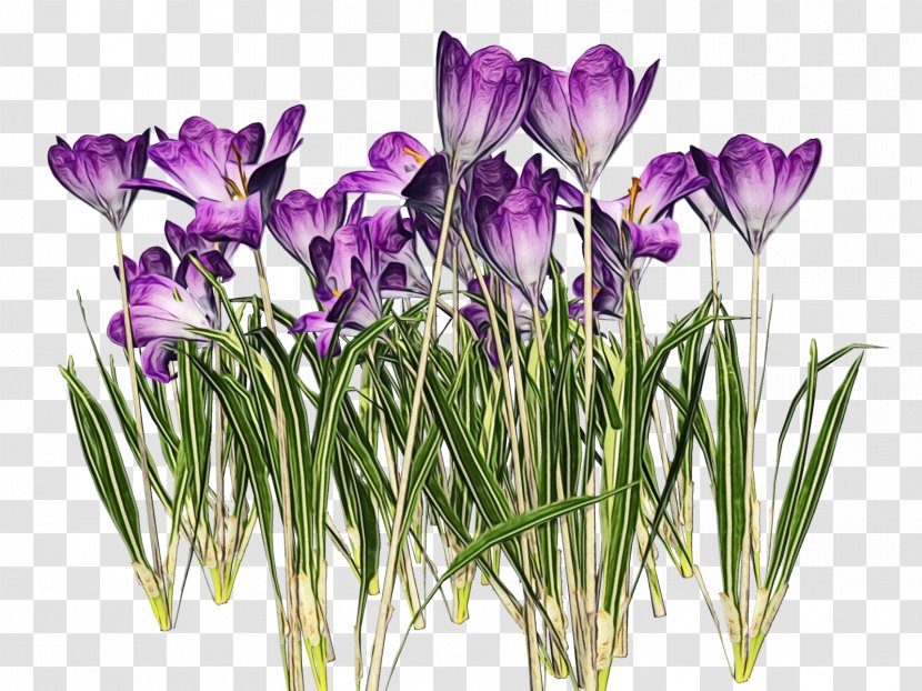 Purple Watercolor Flower - Perennial Plant Violet Family Transparent PNG