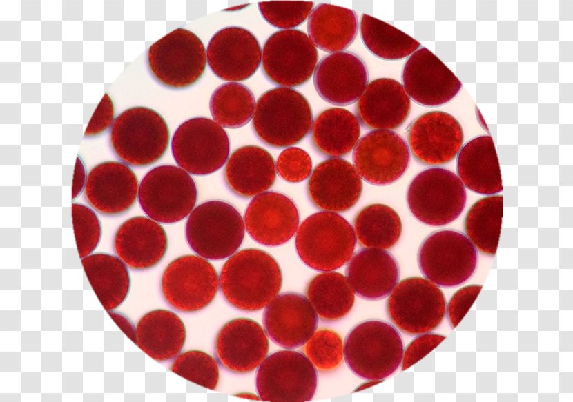 Haematococcus Pluvialis Astaxanthin Algae Extract Antioxidant - Shelf Drum Transparent PNG