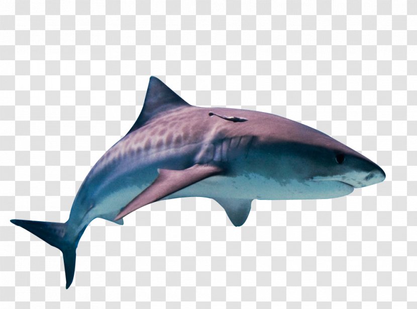 Tiger Shark Great White Fish Cat - Carcharhiniformes Transparent PNG