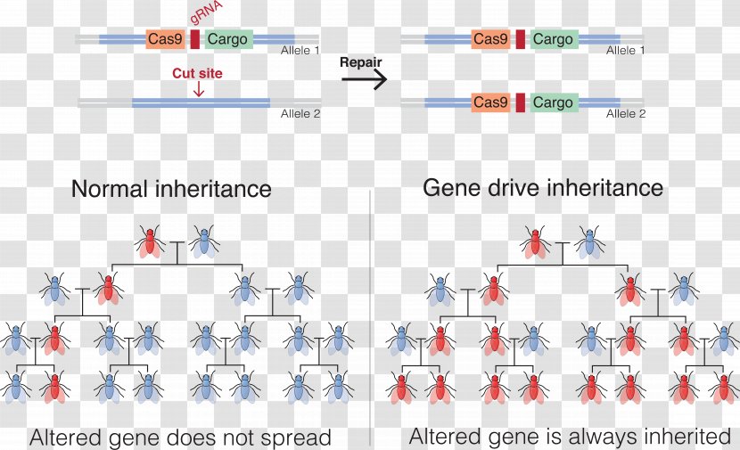 Gene Drive Genetics CRISPR Genetic Engineering - Genome Editing - Crispr Transparent PNG