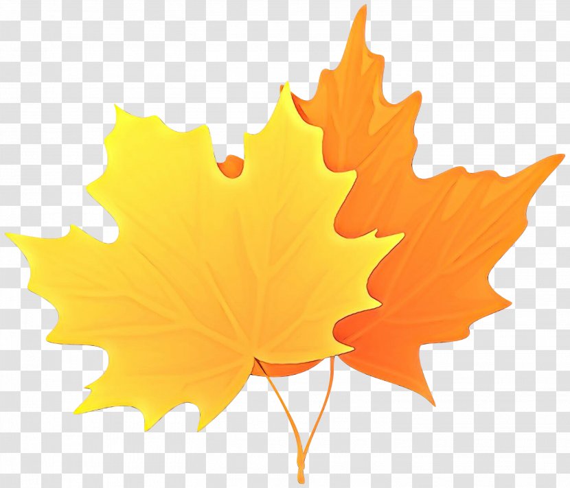 Maple Leaf - Plant Transparent PNG