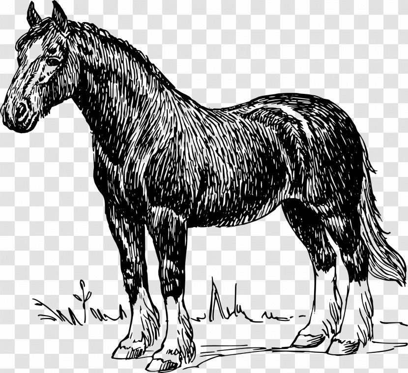 Shire Horse Clydesdale Percheron Stallion Draft - Pack Animal - Cheval Transparent PNG