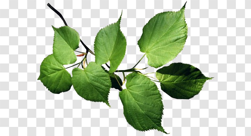 Branch Leaf Lindens Tree Plant Stem - Green Transparent PNG