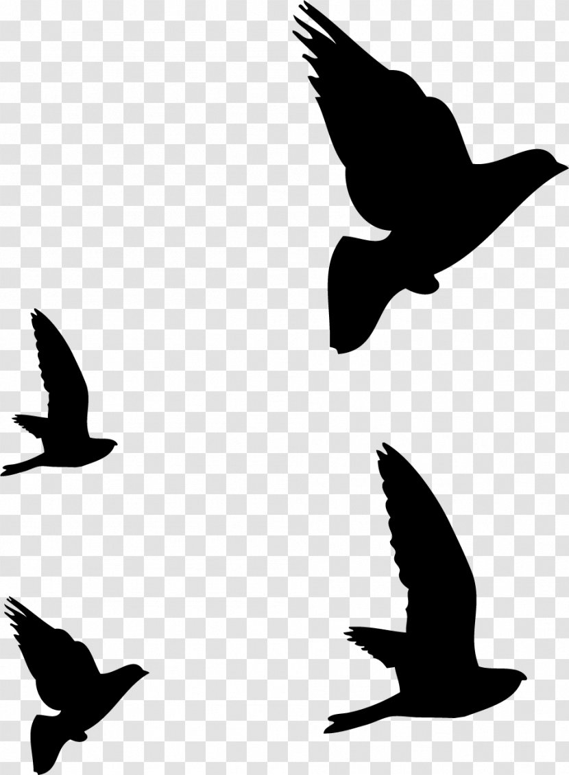 Bird Columbidae Silhouette - Doves As Symbols Transparent PNG
