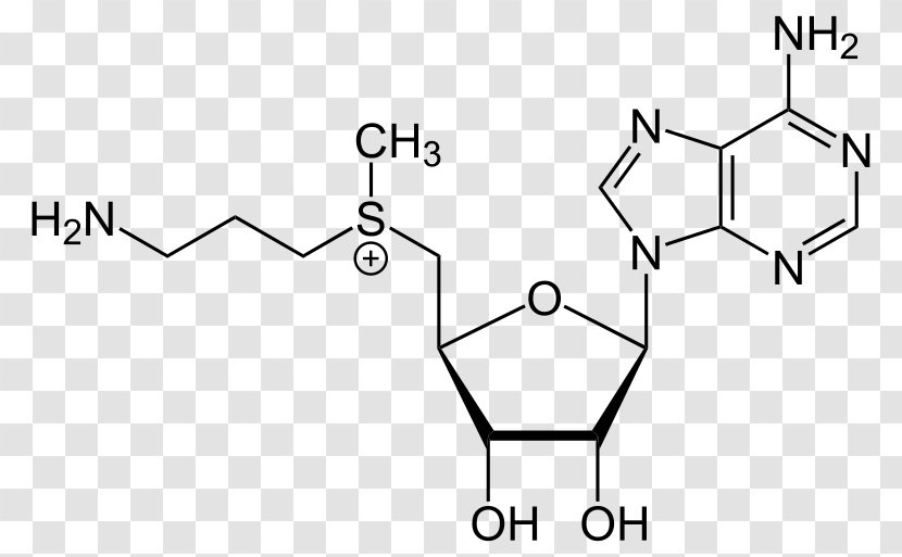 Adenosine Triphosphate Guanosine Chemistry Nucleotide - Silhouette - Heart Transparent PNG
