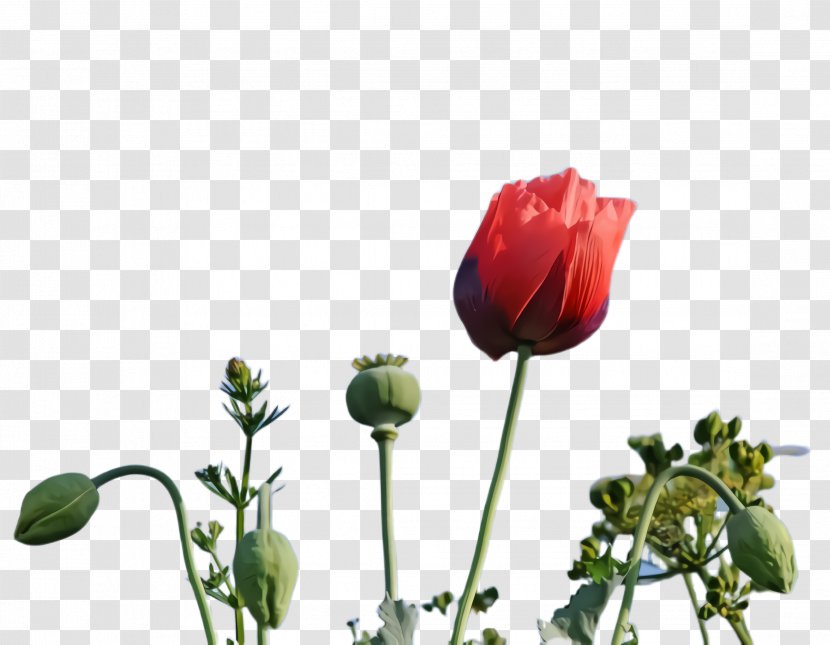 Blossom Background - Unsplash - Tulip Wildflower Transparent PNG