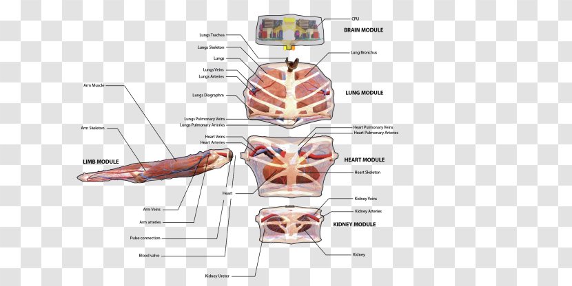 Muscle Diagram - Watercolor - Human Body Transparent PNG