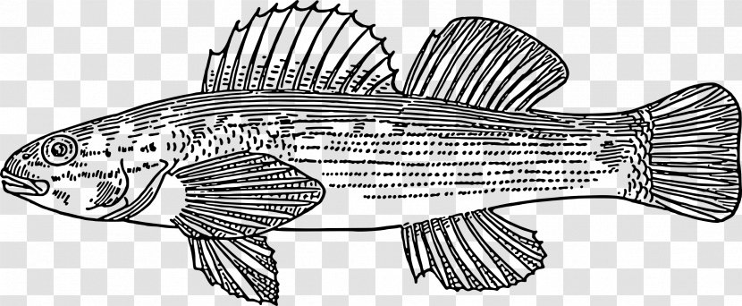 Fish Drawing Clip Art - Tilapia - Scales Transparent PNG