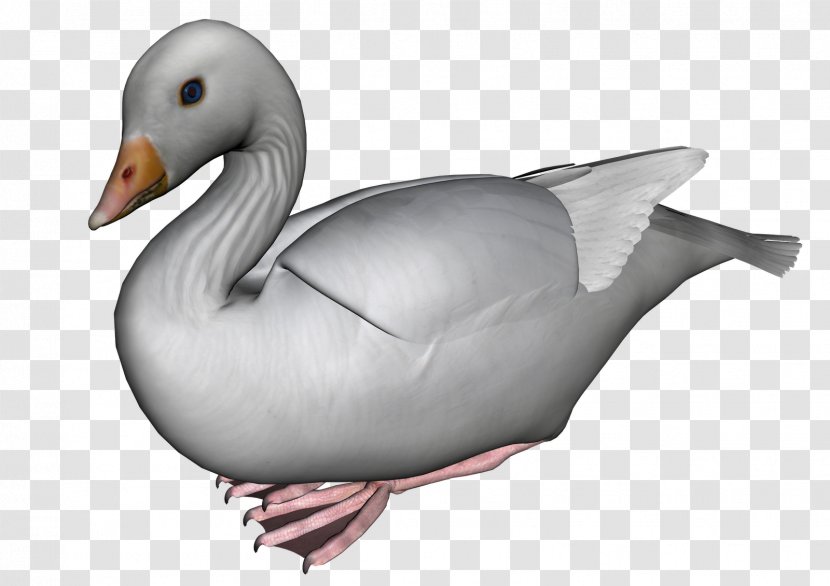 Duck Goose Cygnini Bird Vertebrate Transparent PNG