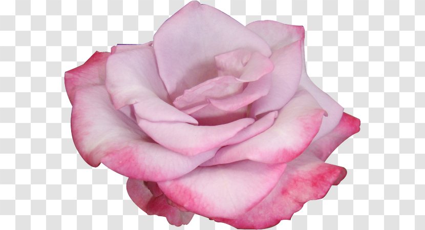 Garden Roses Flower Cabbage Rose - Rosa Centifolia Transparent PNG