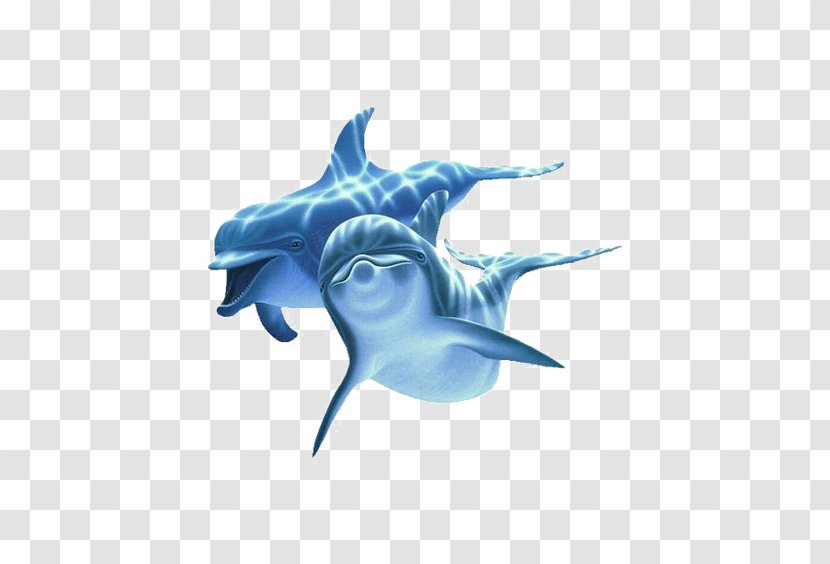 Blue Dolphin - Website - Organism Transparent PNG