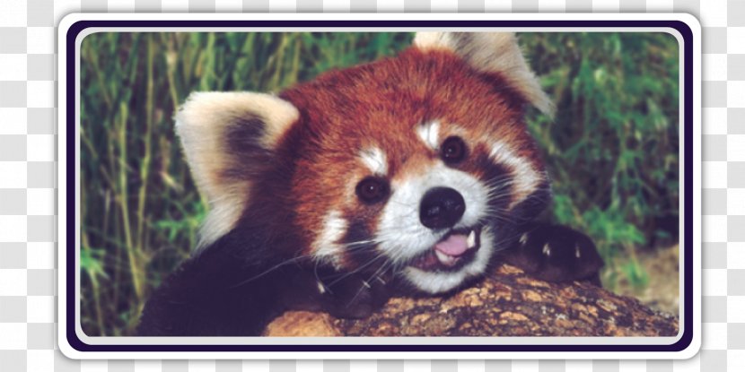 Red Panda Giant Raccoon Bear Cuteness - Terrestrial Animal Transparent PNG