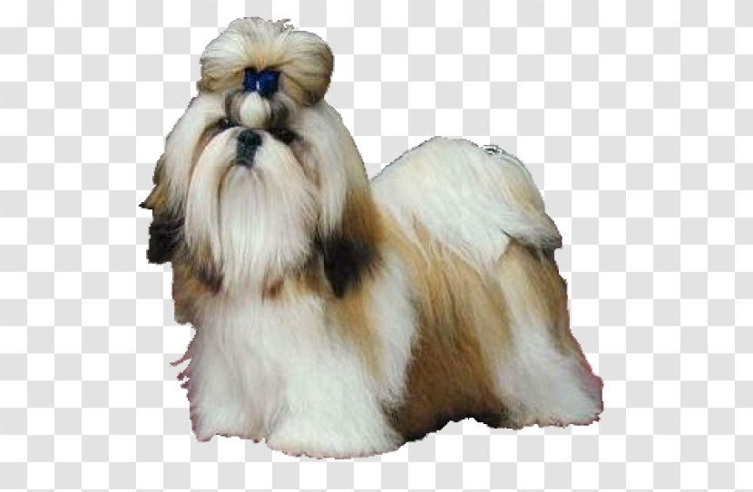 Shih Tzu Maltese Dog Papillon Shih-poo Chihuahua - Like Mammal - Puppy Transparent PNG