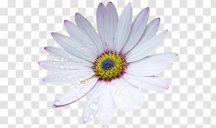 Flower Birkenstock Petal - Daisy - Flowering Plant Transparent PNG