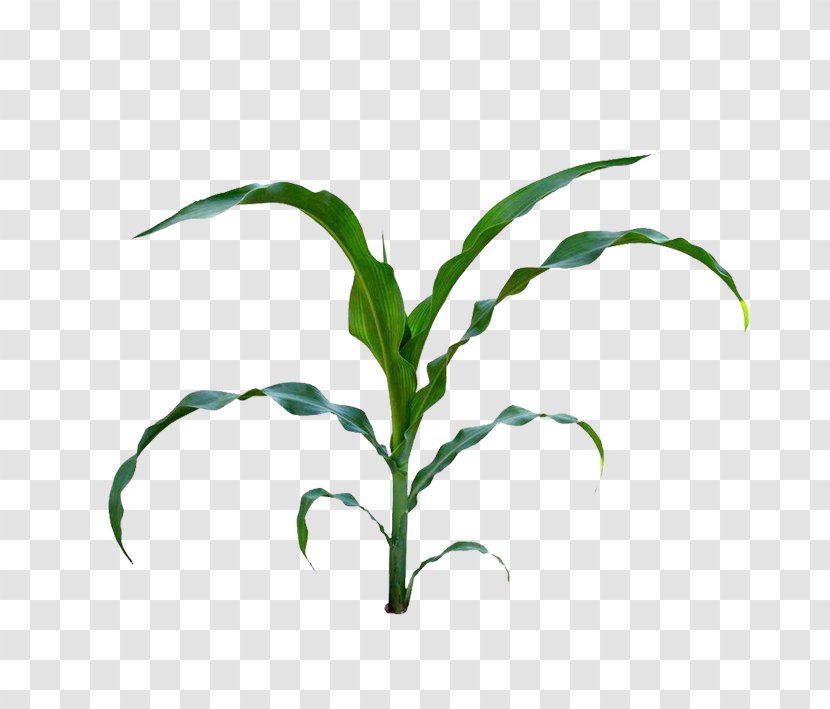 Corn On The Cob Maize Baby Field Clip Art - Leaves Transparent PNG