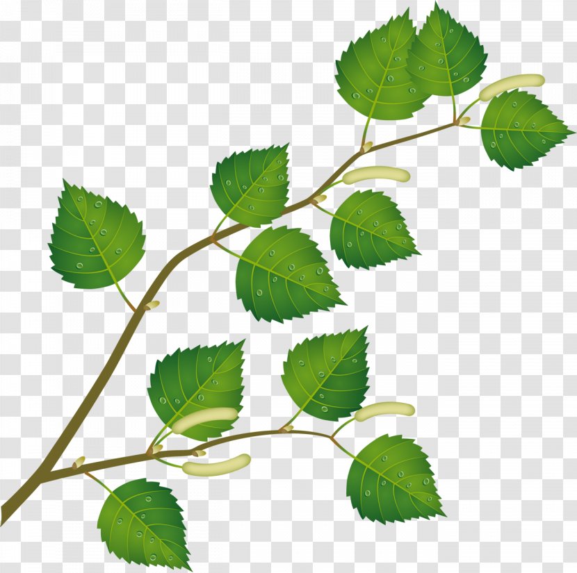Leaf Birch Tree Branch Clip Art - Herbaceous Plant - Claw Transparent PNG