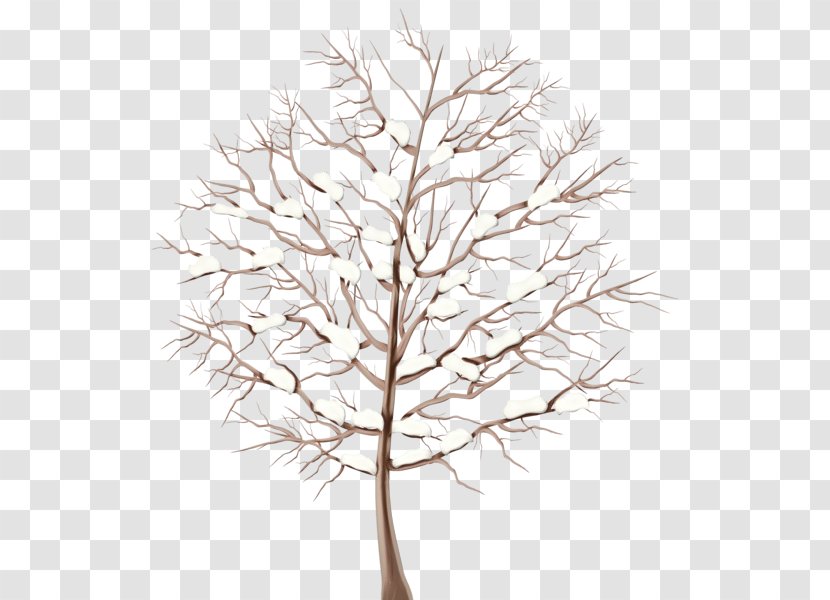 White Pine Tree Branch Leaf Twig - American Larch Woody Plant Transparent PNG