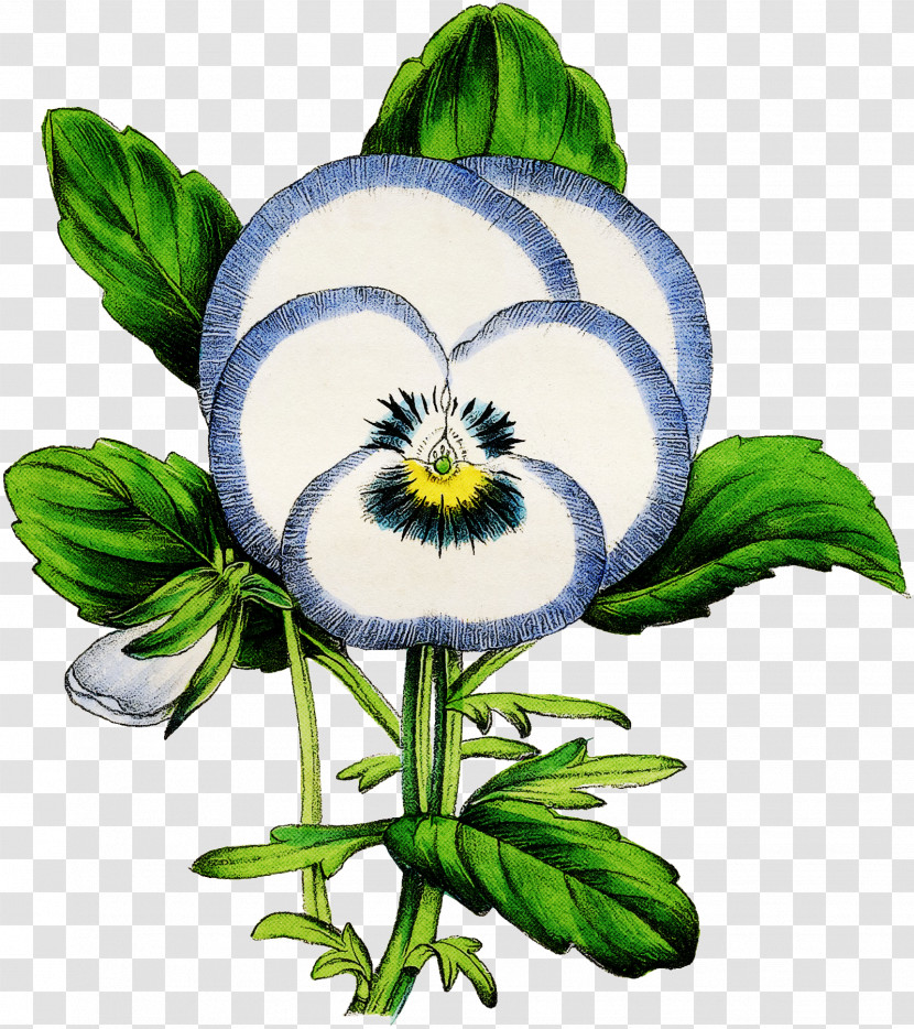 Flower Plant Violet Family Wildflower Pansy Transparent PNG