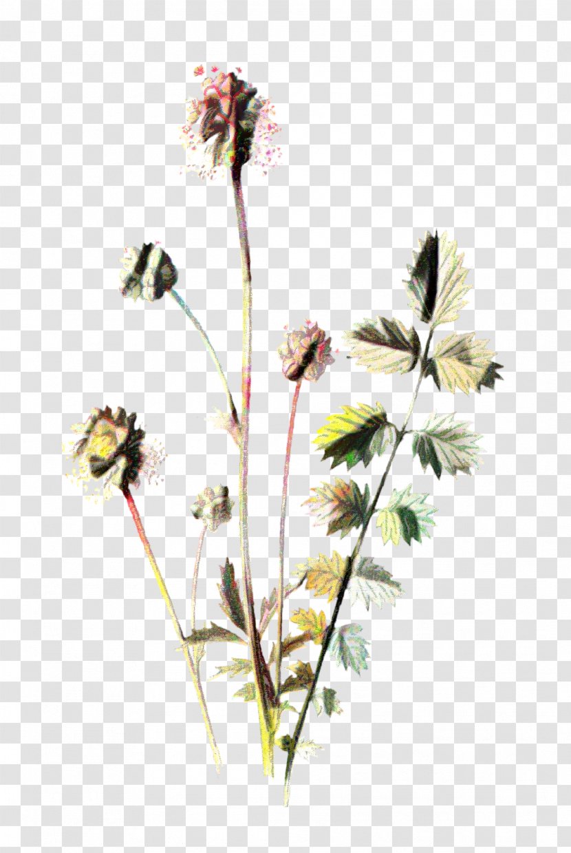 Flowers Background - Flora - Wildflower Grass Family Transparent PNG