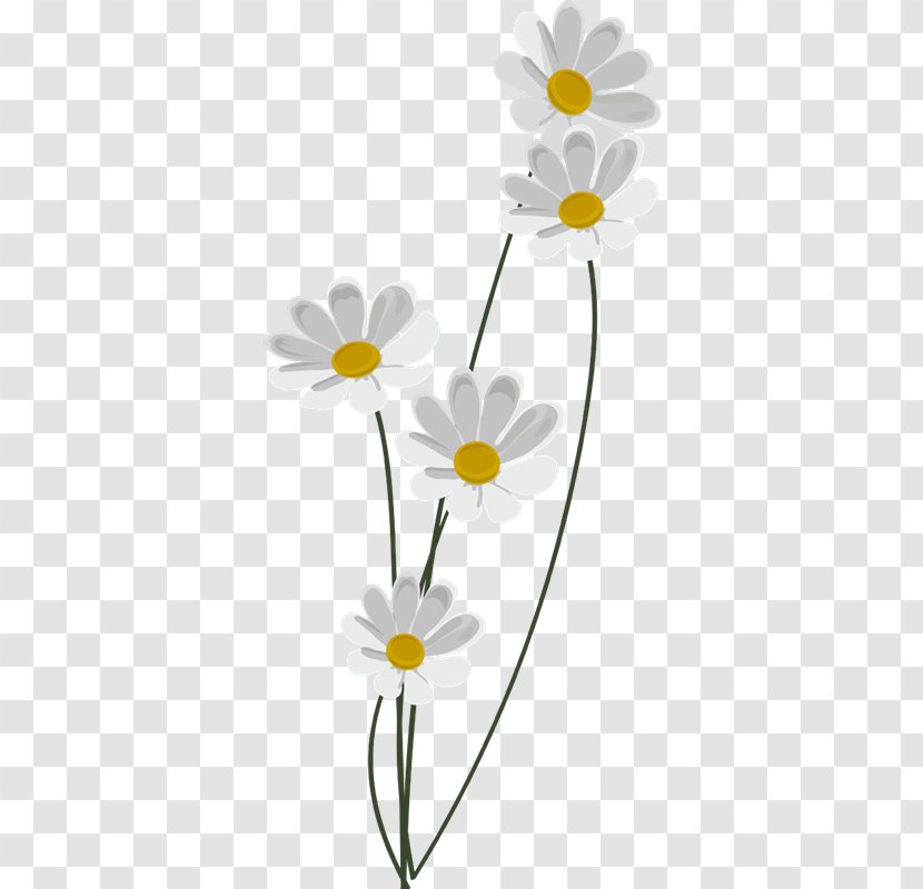 Common Daisy Oxeye Floral Design Roman Chamomile - Yellow - FLOR BLANCA Transparent PNG