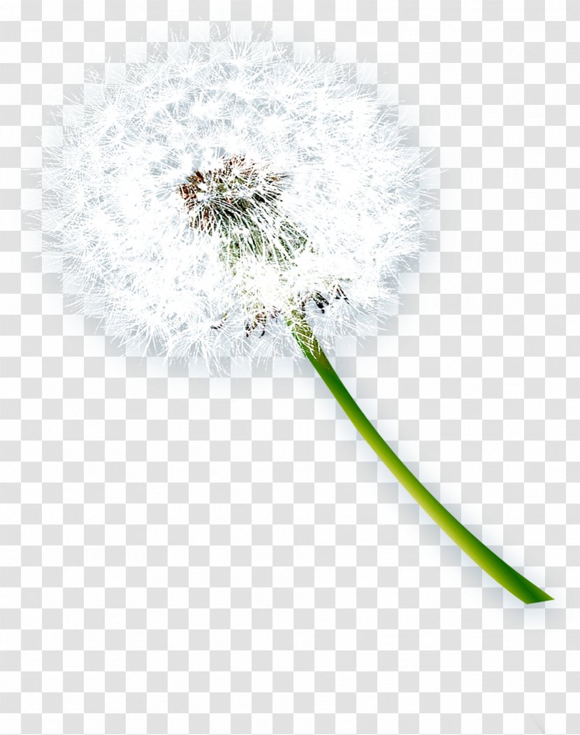 Dandelion Vecteur - Plant - Beautiful Transparent PNG