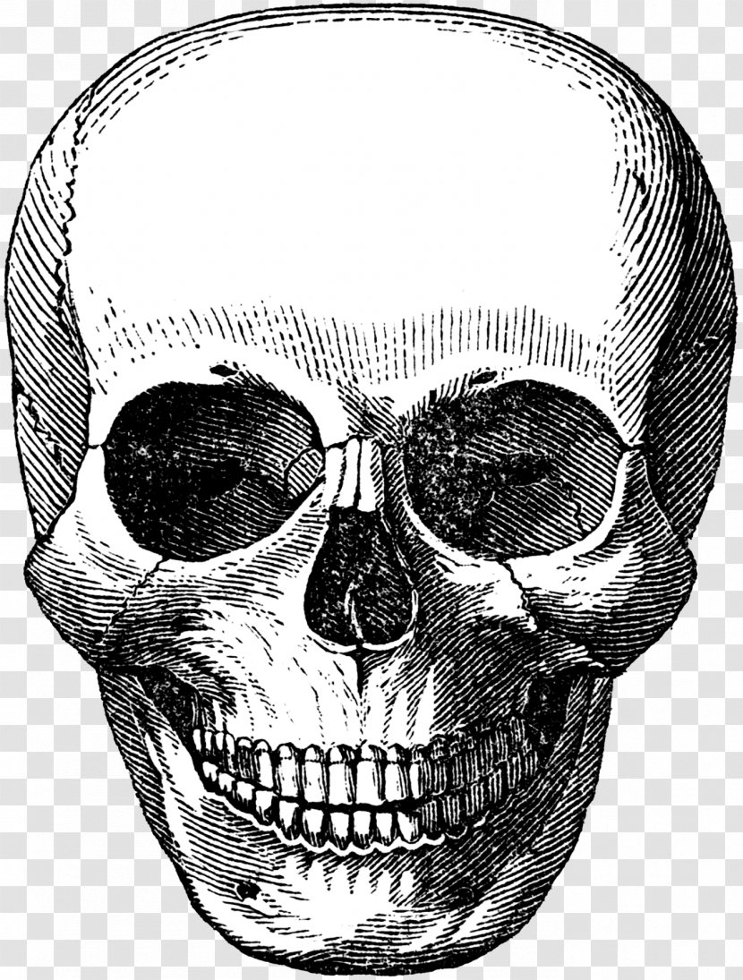 Skull Calavera Human Skeleton Transparent PNG